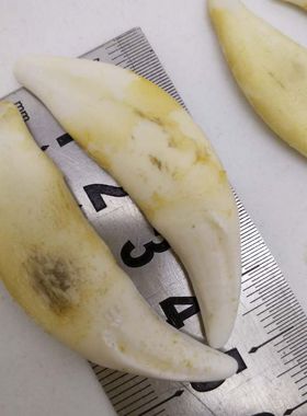 真黑牙吊坠男女项链手链脚1宝宝儿童转运汪汪5.0-5.0厘米