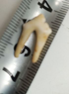 礼物牙项链情侣饰品7nows