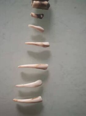 羊牙门牙真骨骼标本制作教学用挂件摆件吊坠饰品三阳开泰造景装饰