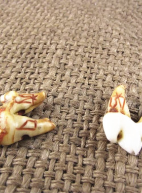 牙吊坠双根牙大牙动物牙 齿男女转运黑牙婴儿正宗黑汪汪