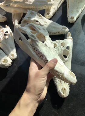 大鱼头骨消毒脱脂手工艺标本饰品挂件动物真品摆件骷颅头定做养殖