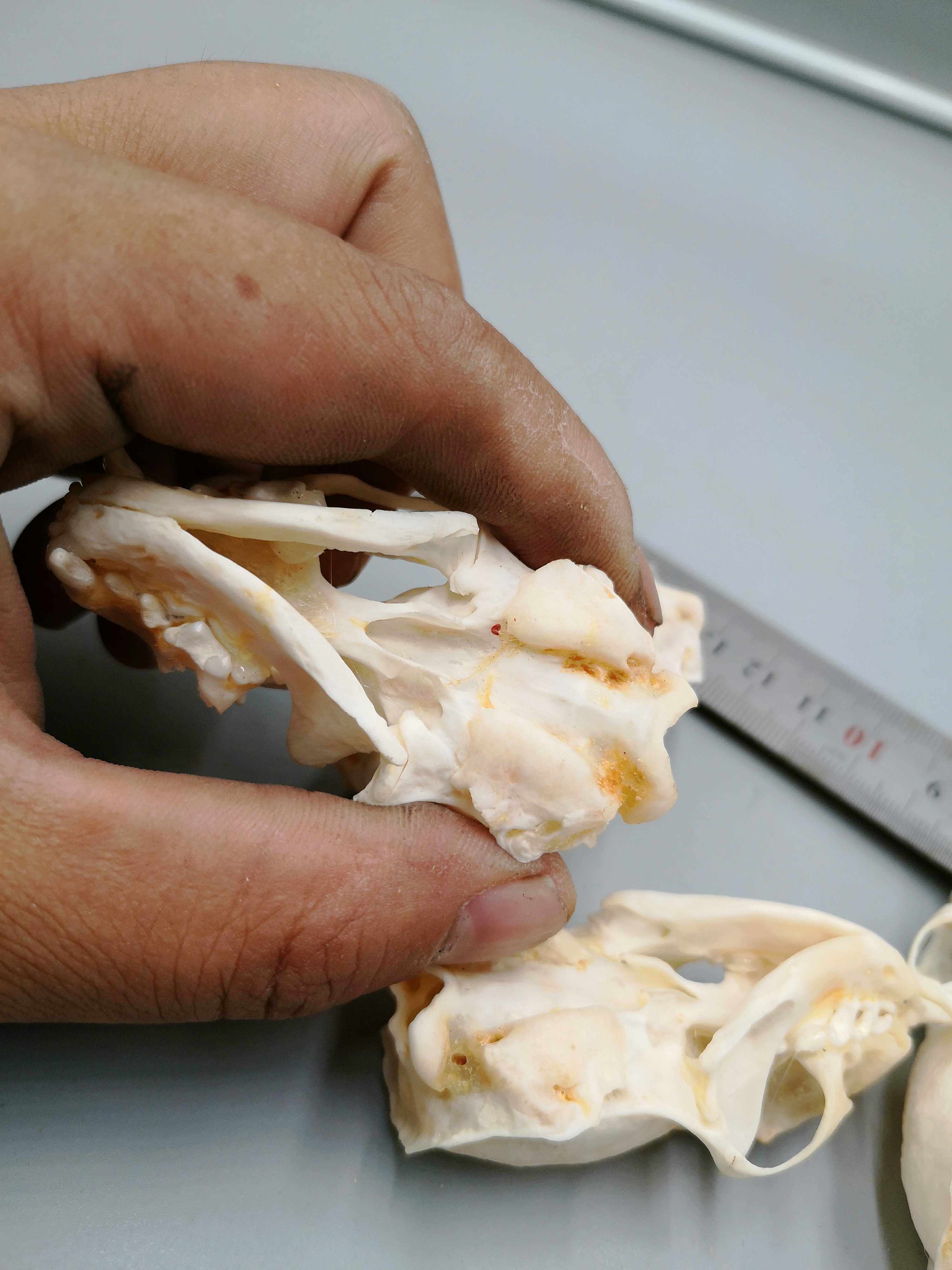 真黄鼠狼头骨标本动物饰品diy文玩者摆件美小标本头骨模型35包邮