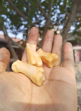 转运狗男鹿蹄子骨个性的很