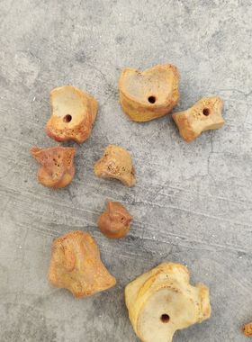 骨爪子指甲真爪子全骨一整套黑 牙吊坠项链拐包邮练习5个一单架拼