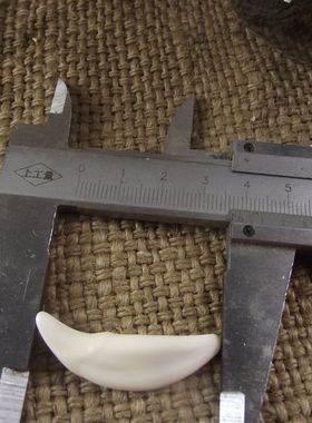 真旺旺牙吊坠 藏獒牙项链骨质牙齿 男女 压惊 漂白包邮小动物旺