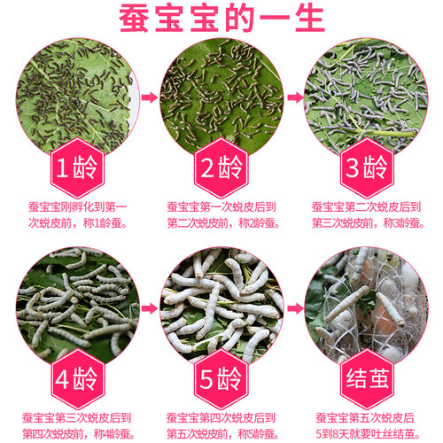 蚕宝宝活体蚕卵蚕籽学生养蚕套装春蚕蚕种幼蚕1龄234龄送新鲜桑叶 - 图1
