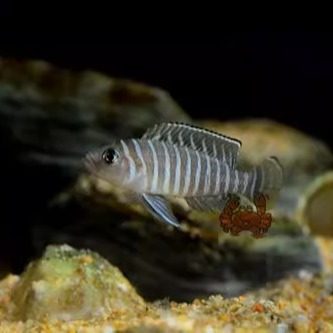 三湖慈鲷坦鲷卷贝斑马贝鱼黄帆鸟钻石贝黄金叮当活体鱼,淘宝优惠券,粉丝福利购,淘宝优惠卷