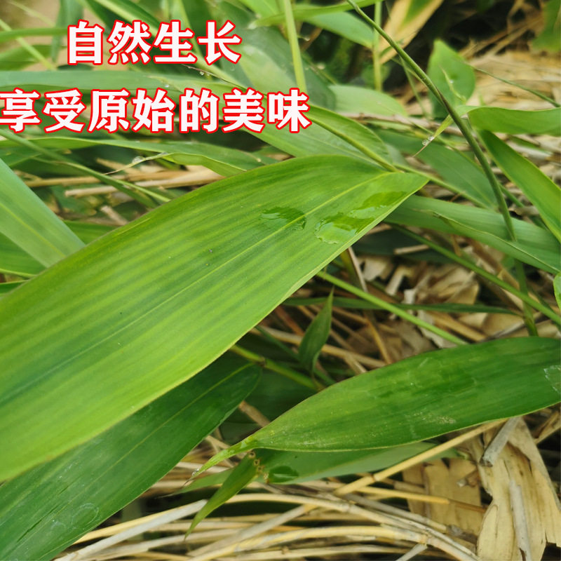 粽叶新鲜粽子叶免邮大号干家用竹叶包粽子的粽叶子特大码棕叶芦苇,淘宝优惠券,粉丝福利购,淘宝优惠卷