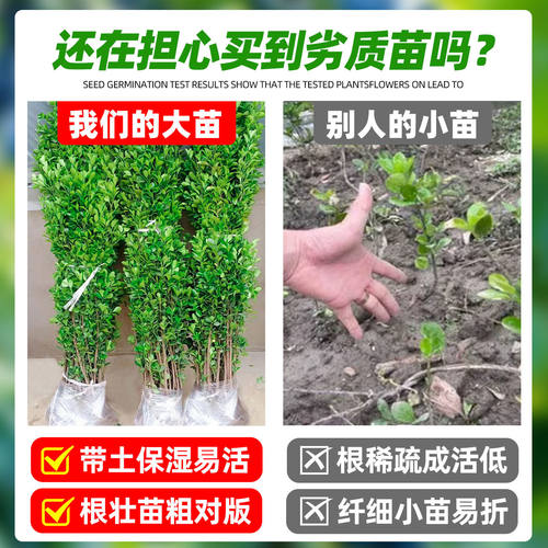 北海道黄杨冬青树苗篱笆墙围墙绿篱四季常青法国丛生大叶绿化植物 - 图2