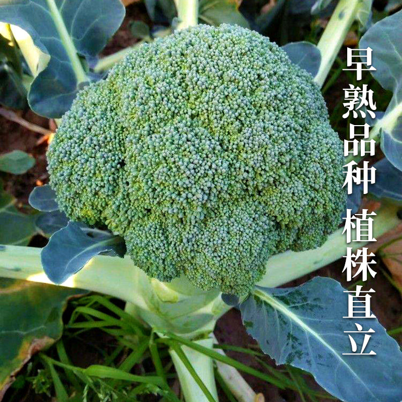 西兰花种子抗寒曼陀绿青花菜蔬菜苗冬季菜花四季优秀西蓝花种籽孑 苗师傅
