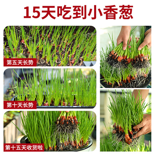 红葱头种子四季小香葱种头四川火葱种籽红头小葱葱苗阳台盆栽种孑 - 图2