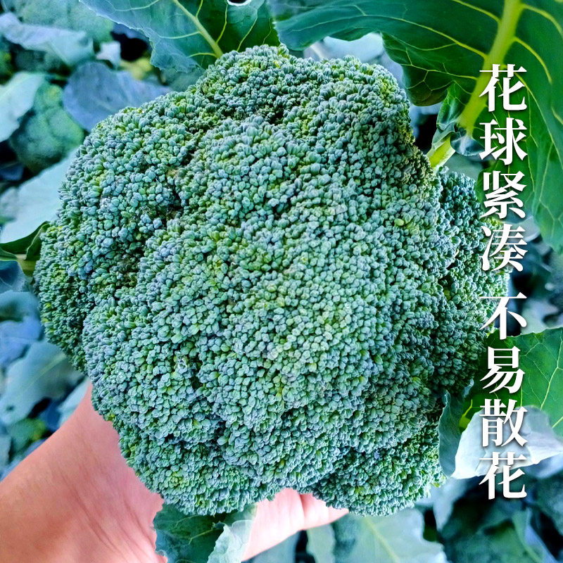 西兰花种子抗寒曼陀绿青花菜蔬菜苗冬季菜花四季优秀西蓝花种籽孑 苗师傅
