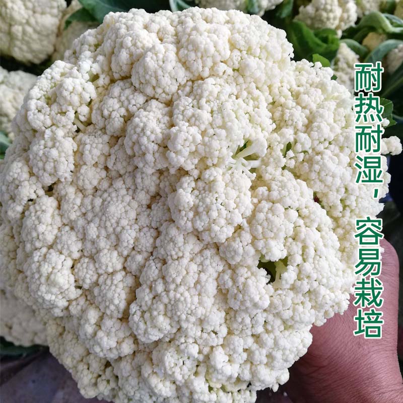 有机花菜菜花白玉青梗松花菜种子花椰菜种籽耐寒蔬菜孑菜种籽种