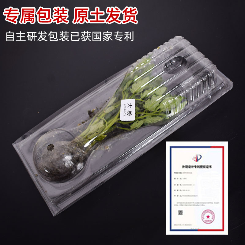 西红柿种籽贝贝千禧圣女果种子矮生绿番茄盆栽蔬菜苗种孑果苗大全 - 图2