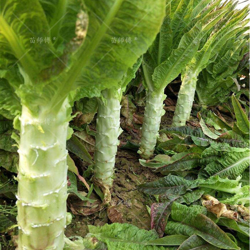 四季莴笋种子青皮尖叶香绿莴苣种籽菜种秋季冬季耐热耐寒蔬菜苗孑 - 图3