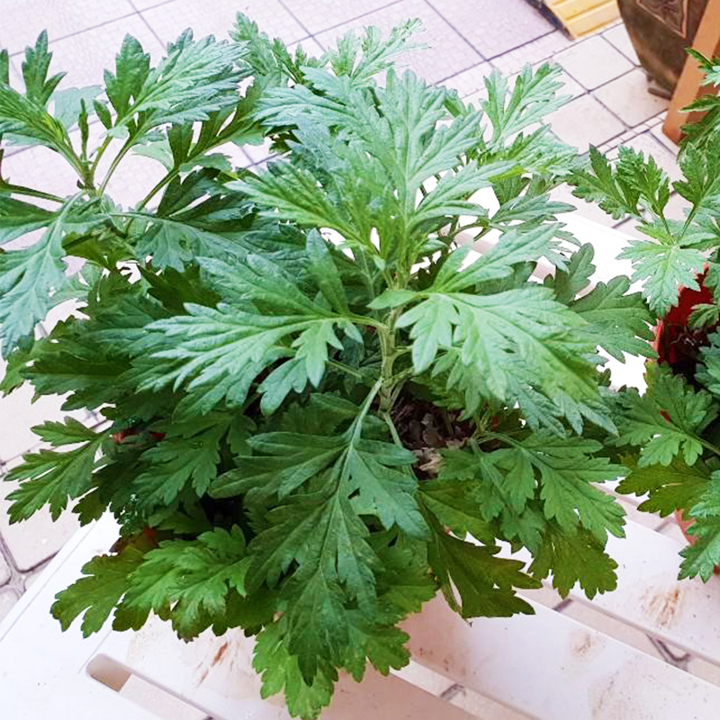 艾草艾叶种籽艾蒿草种子驱蚊草药用食用盆栽阳台种植香草籽种籽孑-图1