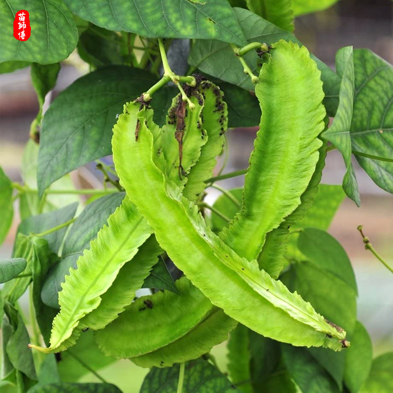 凌王F1四棱豆种子/种籽豆角苗 皇帝豆四角豆 高产四季蔬菜种苗孑,淘宝优惠券,粉丝福利购,淘宝优惠卷