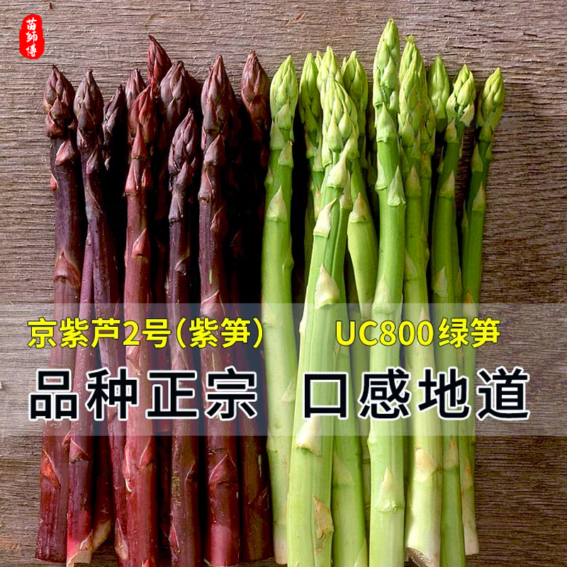 美国鹰牌绿芦笋种子种籽苗根紫色激情四季种植高产盆栽蔬菜种苗孑,淘宝优惠券,粉丝福利购,淘宝优惠卷