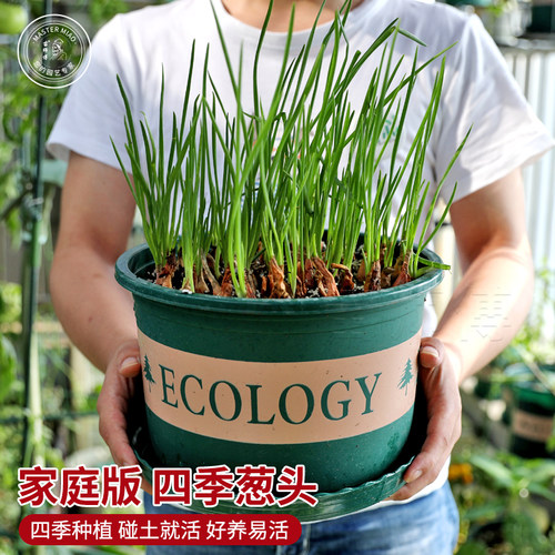 红葱头种子四季小香葱种头四川火葱种籽红头小葱葱苗阳台盆栽种孑 - 图0