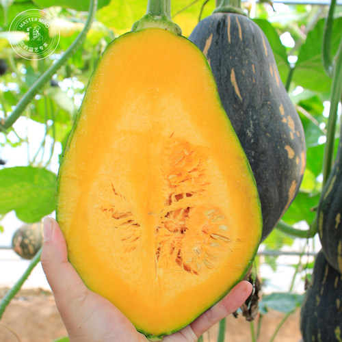 金香香芋南瓜种子种籽籽甜糯小南瓜粉甜香香芋味蔬菜苗孑秧苗带土 - 图1