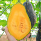 Sweet glutinous vegetable pumpkin seed powder