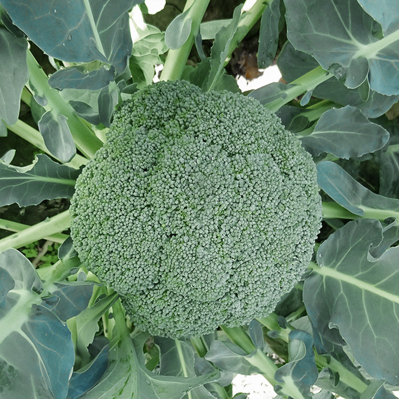 青花菜种子耐寒优秀炎秀优秀青花菜日本优秀西兰花种籽蔬菜种孑_虎窝淘