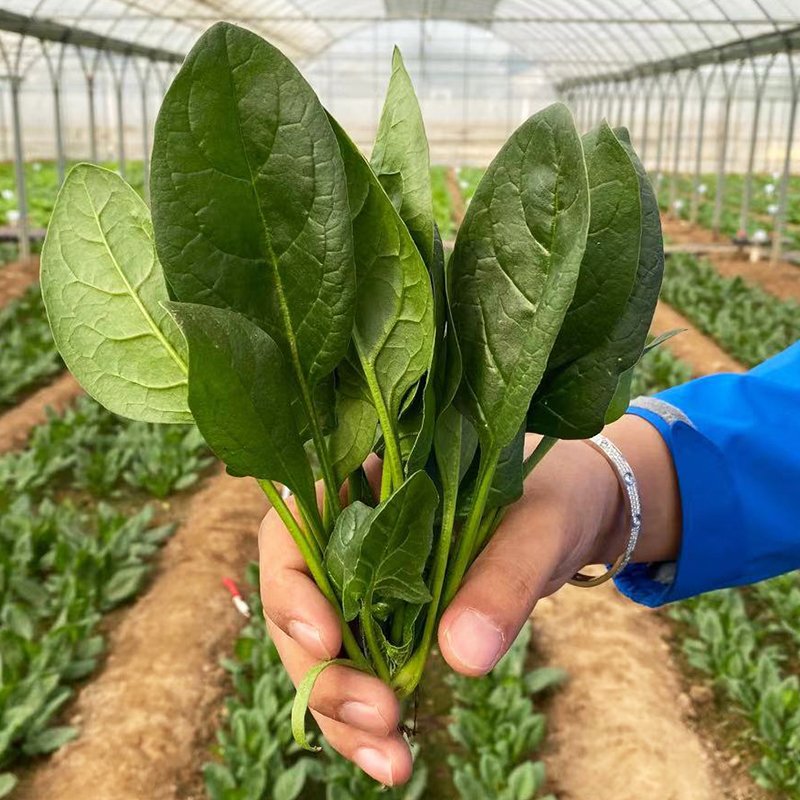 大叶菠菜种子春季四季耐寒耐热高产波菜种籽子阳台盆栽菜籽菜种孑 - 图0