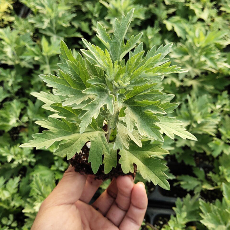 艾草艾叶种籽艾蒿草种子驱蚊草药用食用盆栽阳台种植香草籽种籽孑-图3