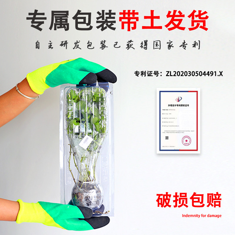 茄子苗绿长茄圆茄白烧烤茄秧四季蔬菜种子种籽秧苗菜苗孑大全嫁接,淘宝优惠券,粉丝福利购,淘宝优惠卷