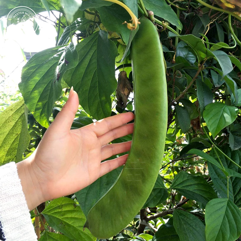 巨型豆角种子种籽大刀豆苗大粒特长红白刀豆四季盆栽蔬菜种苗种孑,淘宝优惠券,粉丝福利购,淘宝优惠卷