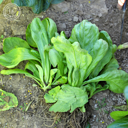 大叶小叶茼蒿种子青菜种籽皇帝菜蔬菜秋冬冬季四季种孑菜籽菜种 - 图1