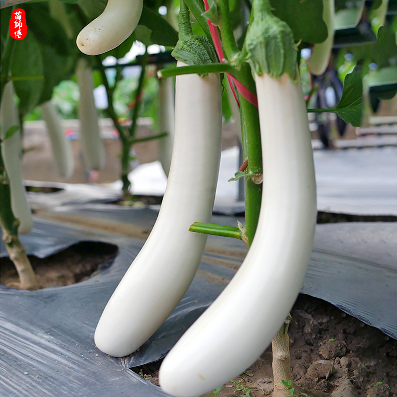 象牙白茄子种子种籽高产长茄嫁接春季四季盆栽蔬菜苗幼苗秧孑秧苗,淘宝优惠券,粉丝福利购,淘宝优惠卷