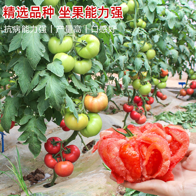 西红柿种籽贝贝千禧圣女果种子矮生绿番茄盆栽蔬菜苗种孑果苗大全 - 图0