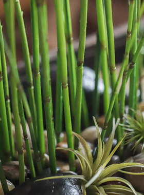 仿真木贼细竹禅意盆栽假绿植插花