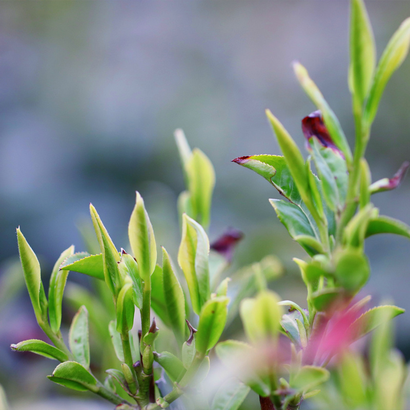 绿茶末碎茶碎芽断芽高末特级信阳毛尖2023新茶叶明前嫩芽碎芽500g-图2