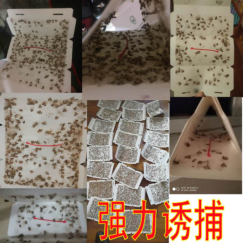 家用米面蛾诱捕器除灭厨房粮食飞蛾子小飞虫粘粉斑螟蛾谷螟粘虫板,淘宝优惠券,粉丝福利购,淘宝优惠卷