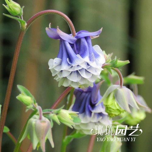 珧珧园艺重瓣耧斗菜花苗闪烁巴洛帽子花园阳台植物多年生耐寒花卉 - 图0