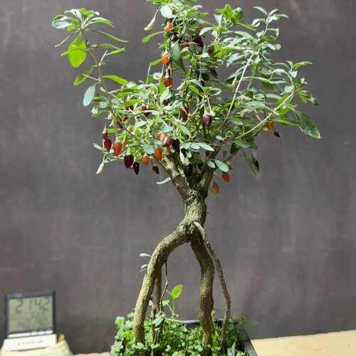 花卉绿植盆景四季观赏阳台庭院客厅造型老桩海棠梅花赏花树木盆栽 - 图3
