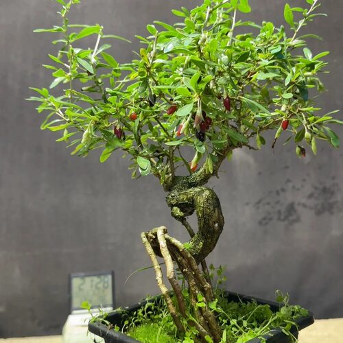 花卉绿植盆景四季观赏阳台庭院客厅造型老桩海棠梅花赏花树木盆栽 - 图0