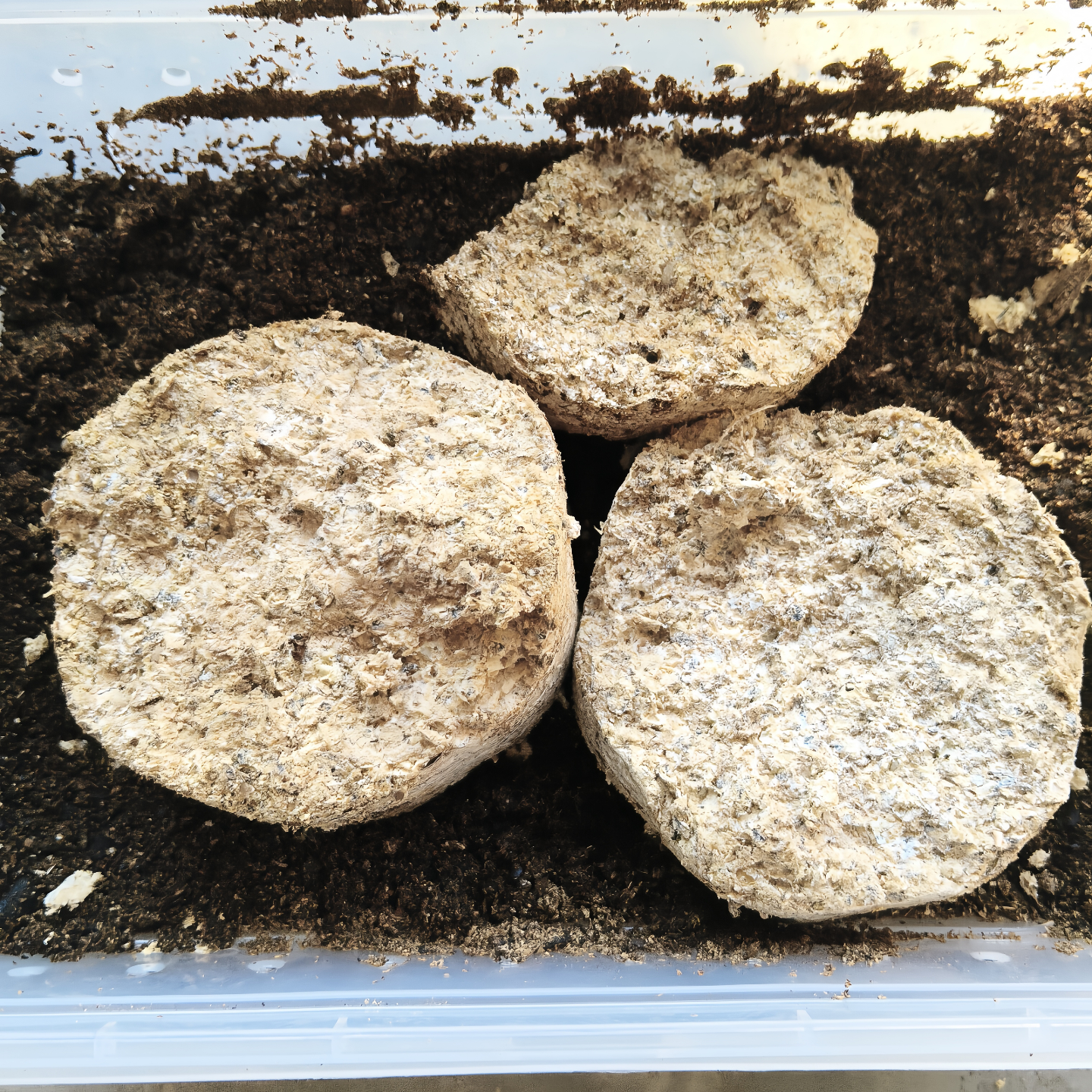 独角仙锹甲金龟兜虫幼虫催肥发酵木块争吃高营养饲料发酵木屑专用,淘宝优惠券,粉丝福利购,淘宝优惠卷