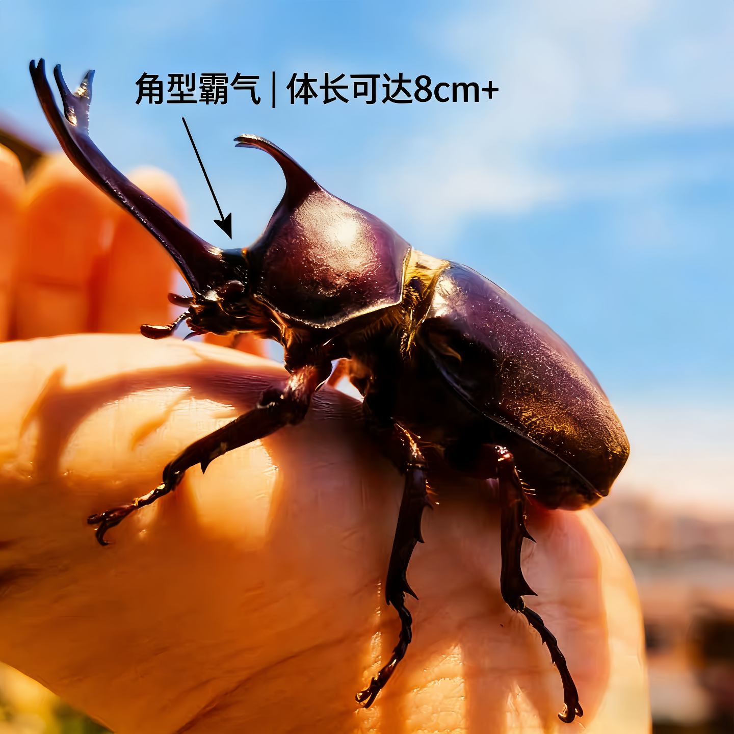 独角仙甲虫宠物成虫幼虫姬兜爬虫巨型超大个体兜虫花金龟活体锹甲,淘宝优惠券,粉丝福利购,淘宝优惠卷