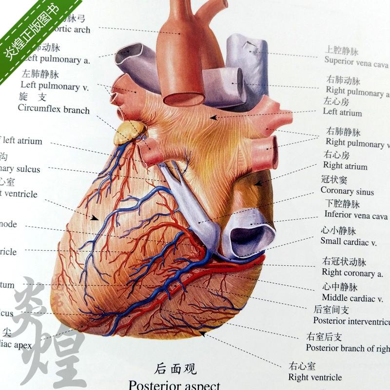 人体解剖彩色图谱第三版教材新版解剖图谱人卫正版人体解刨学书第3版临床医学奈特解剖学图谱基础书人民卫生出版社 - 图2