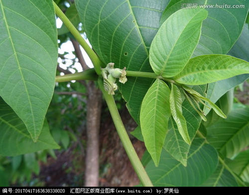 大山野生新鲜山核桃树叶泡澡现摘一1斤青核桃叶子干核桃树叶洗脸 - 图3