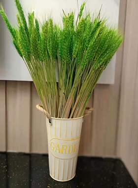 包邮干花真正杂粮农家乐拍摄大麦