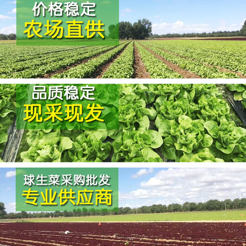 新鲜球生菜5斤 汉堡用西餐蔬菜沙拉食材结球形圆型西生菜顺丰包邮 - 图1