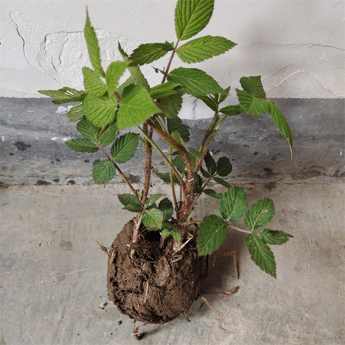 树莓苗盆栽覆盆子苗耐活空心泡食用刺泡儿刺莓苗野草莓蓬蘽苗耐寒 - 图2