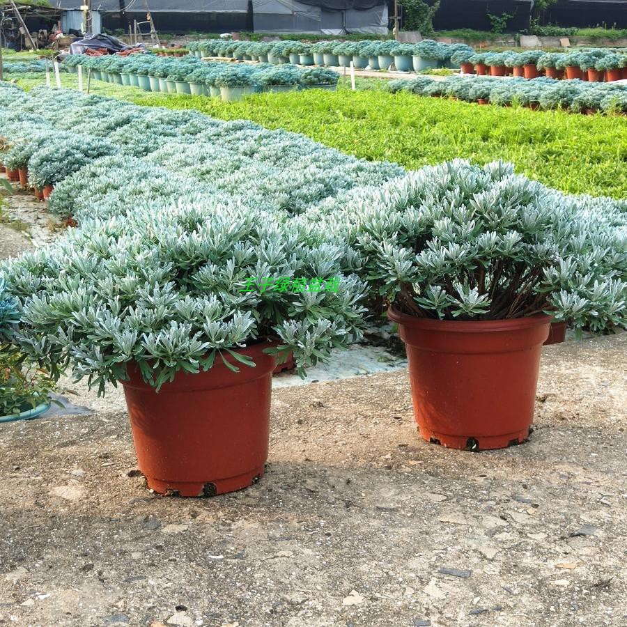 芙蓉菊盆栽玉芙蓉海芙蓉苗白艾花卉阳台庭院雪艾阳台绿植宝宝洗澡 - 图2