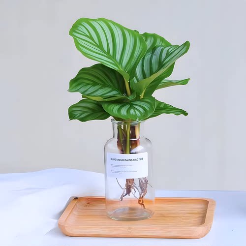 水培植物室内好养青苹果竹芋绿植盆栽四季适合客厅办公室大叶花卉 - 图2