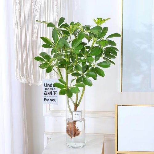 水培植物鸭脚木盆栽绿植八方来财七叶莲室内花卉苗好养活净化空气 - 图0