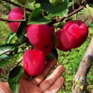 耐寒果树沙果鸡心果小苹果树苗海棠果花红果树冬红果苗南北方种植 - 图2